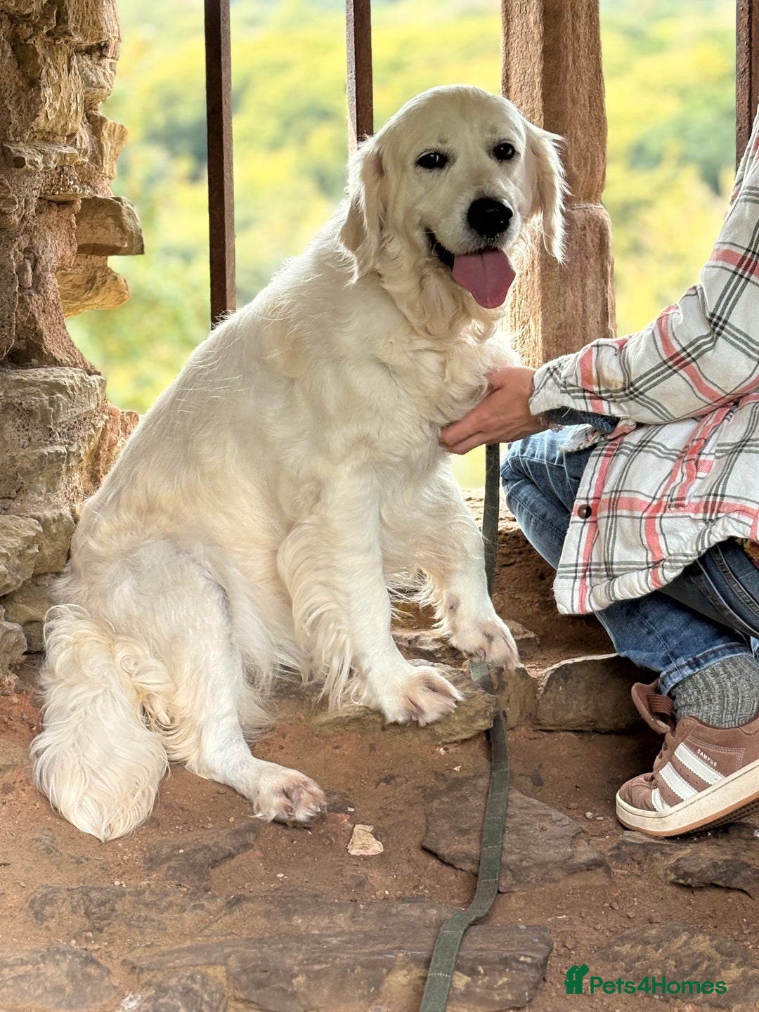 Golden Retriever dogs for sale: Beautiful girl looking for her forever home - Image 7