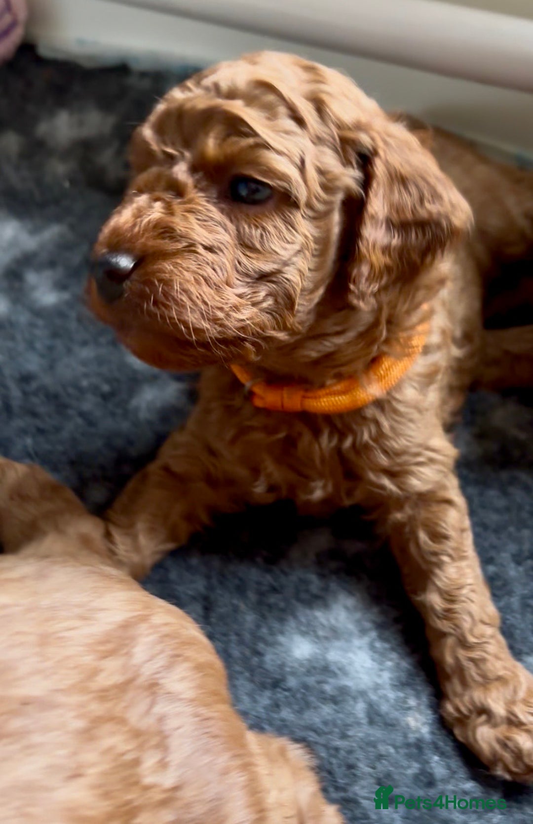 Cockapoo dogs for sale: Stunning Fox Red F1B Cockapoos only 1 girls left - Image 8