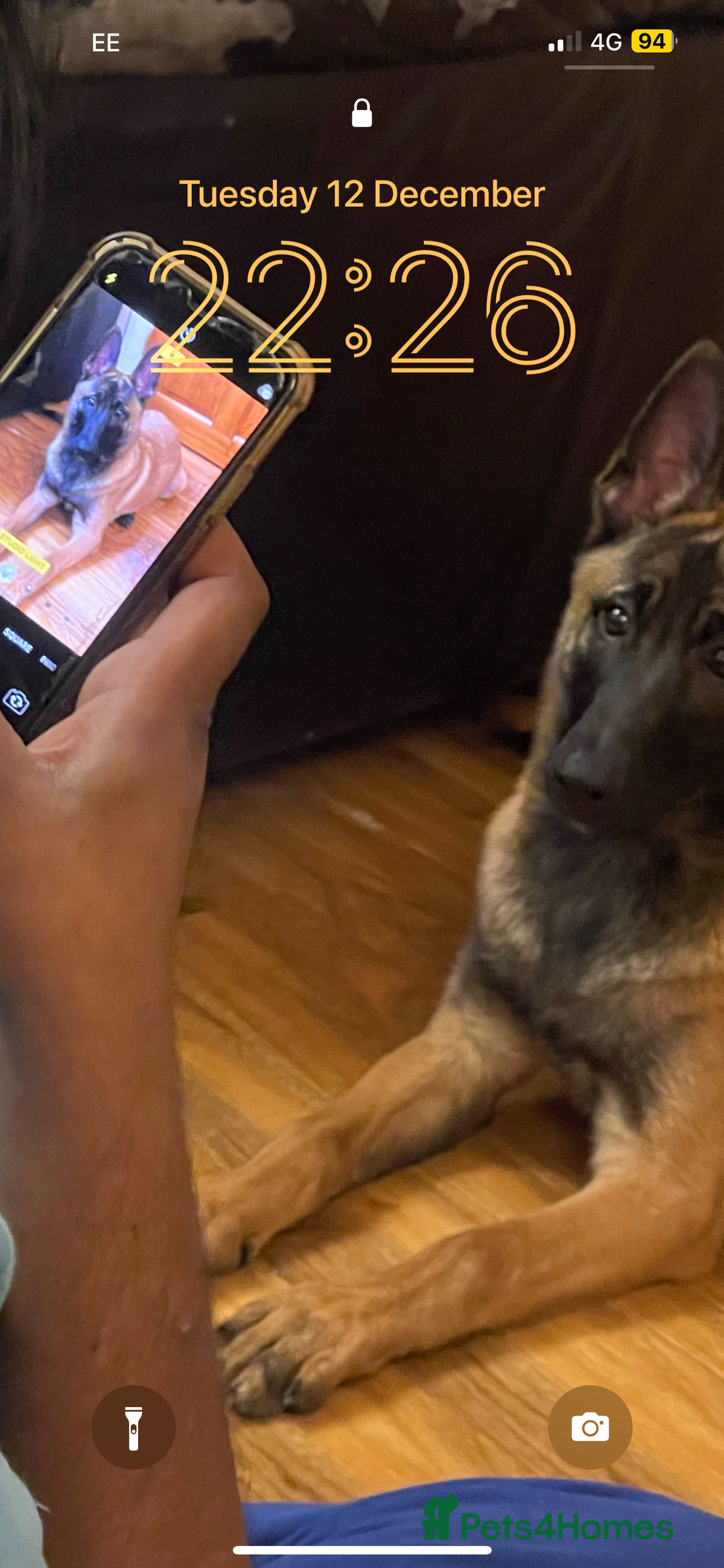 Belgian Shepherd Dog dogs for sale: Guard dog Belgium Malanoi - Image 2
