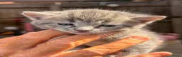 American Curl cats for sale: American curl - Advert 6