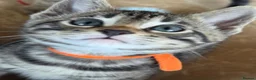 Bengal cats for sale: Playful, loving and exceptional pedigree kittens in Chipping Norton - Advert 3