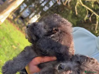 Bedlington Terrier dogs Blue pure bred Bedlington terriers - Advert 4