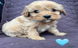 Cavapoo dogs for sale: ✨ Gorgeous F1 Cavapoo Puppies ✨ - Image 9