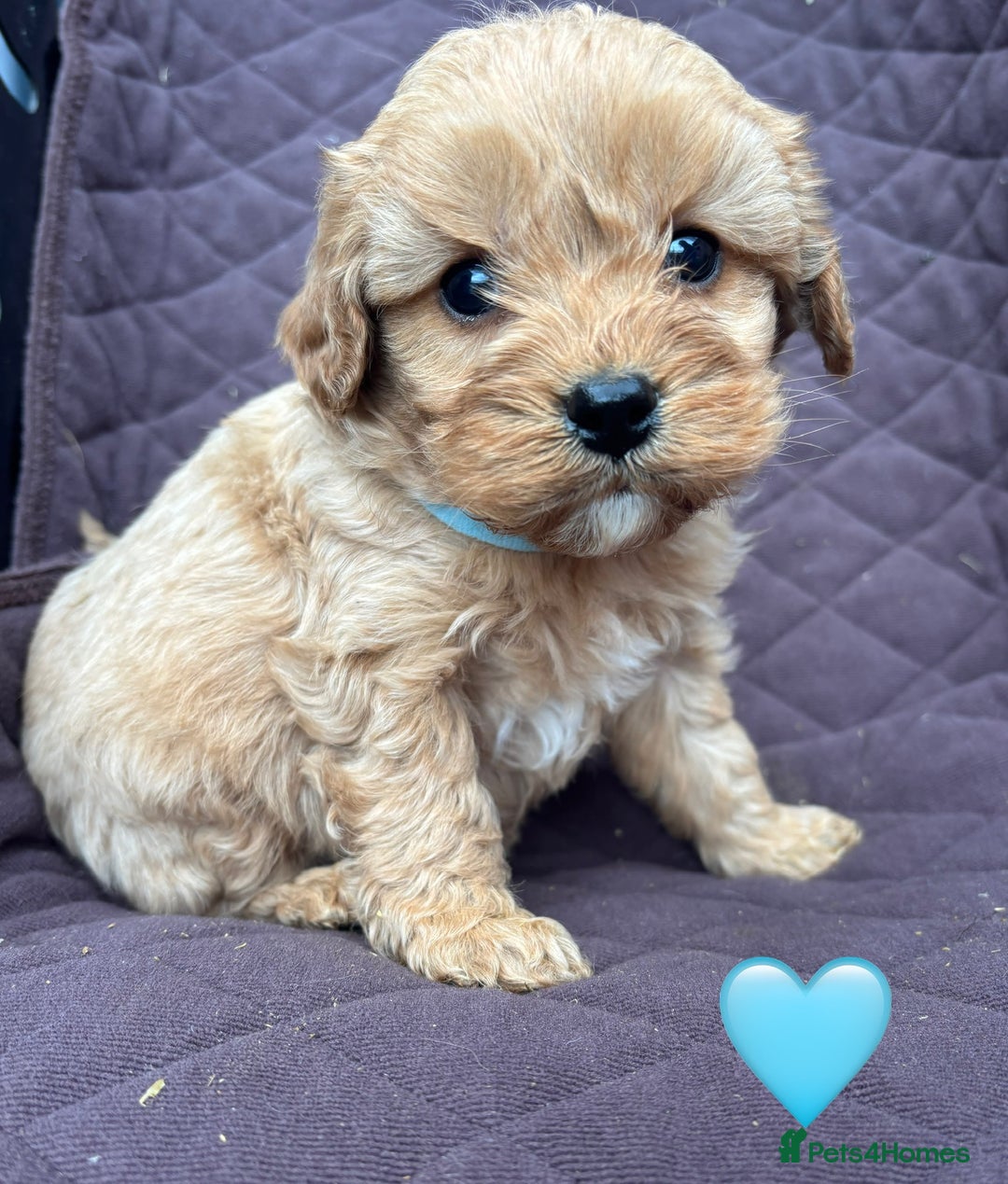Cavapoo dogs for sale: ✨ Gorgeous F1 Cavapoo Puppies ✨ - Image 9