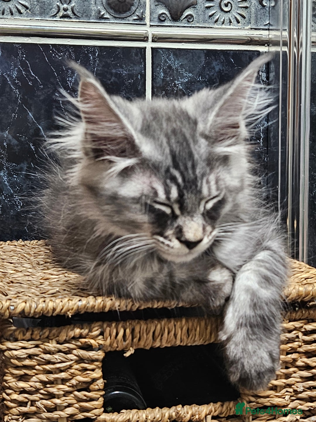 Maine Coon cats for sale:  💖💖 XL MAINE COON *💖💖 ACTIVE 💖💖READY NOW - Advert 12