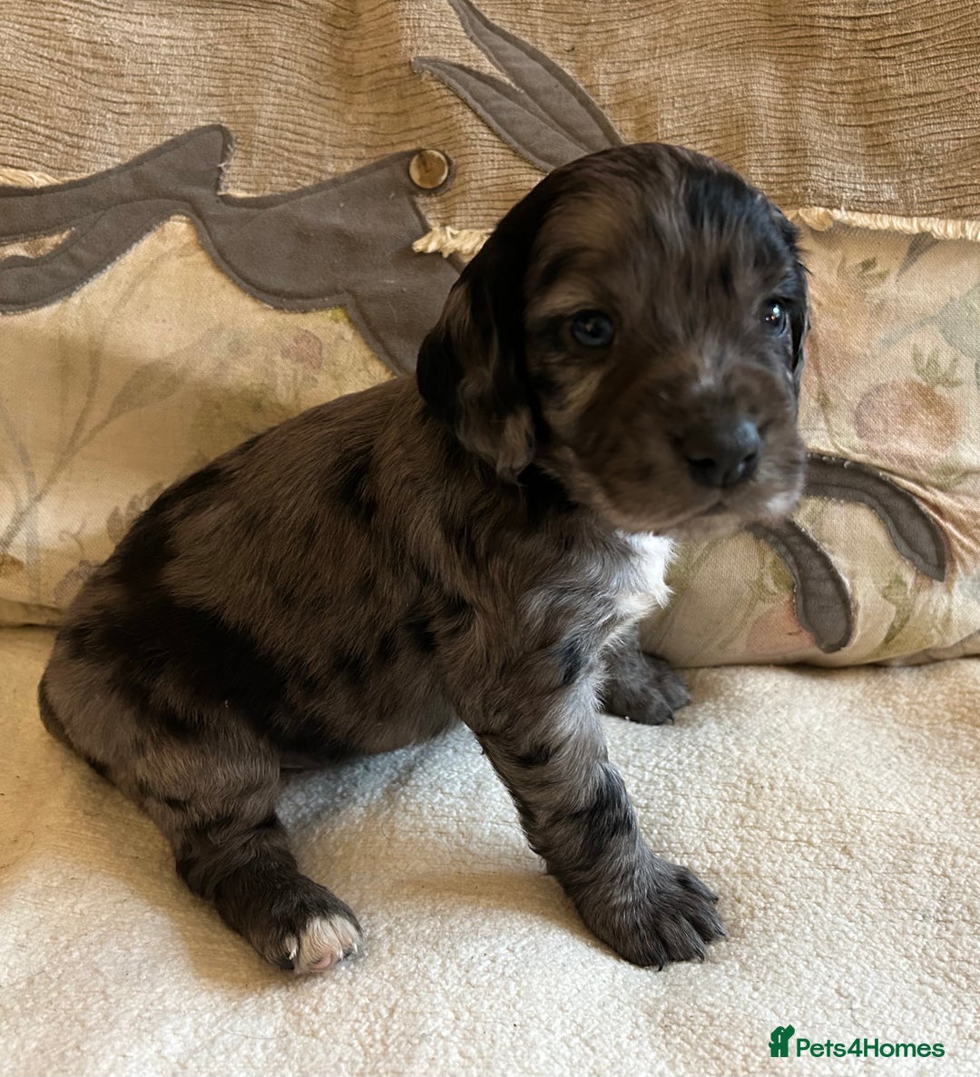 Cocker Spaniel dogs for sale: STUNNING WORKING COCKER SPANIEL PUPS - Advert 32
