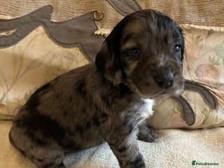 Cocker Spaniel dogs STUNNING WORKING COCKER SPANIEL PUPS - Advert 17