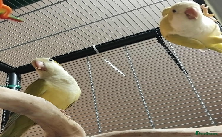 Parrots birds - Advert 3