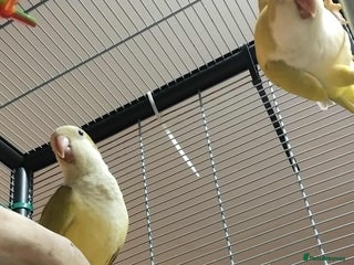 Parrots birds - Advert 2