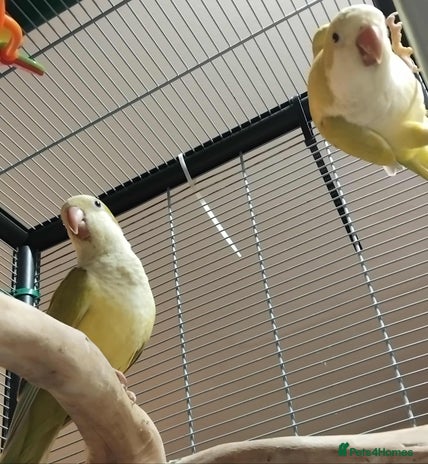 Parrots birds - Advert 16