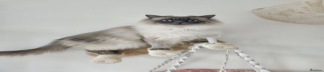 Ragdoll Kitten 1
