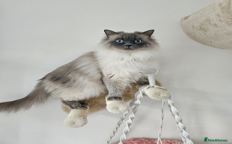Ragdoll cats - Advert 4