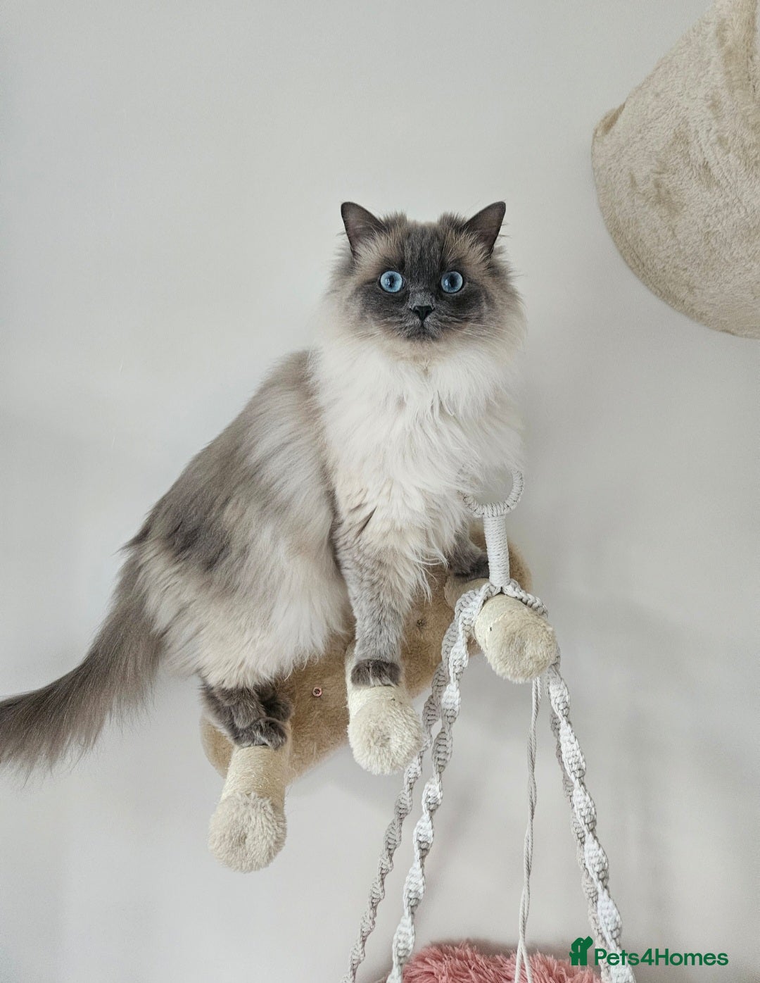 Ragdoll cats for sale: ACTIVE RAGDOLL QUEEN🌟 PROVEN & FULLY TESTED - Image 1