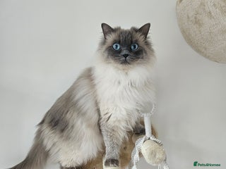 Ragdoll cats - Advert 1