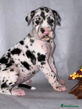 Great Dane dogs - Advert 1
