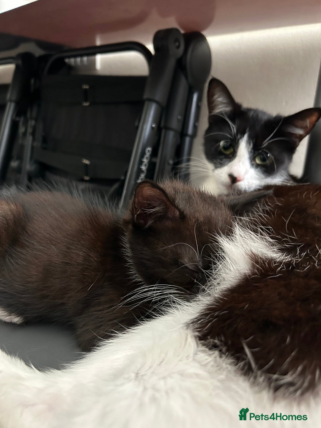 British Shorthair cats for sale: Gorgeous kittens (2 males, 1 female) - Image 8