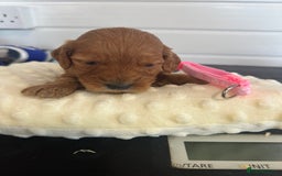 Cockapoo dogs for sale: Stunning 5  fully health tested  cockapoos  - Advert 8