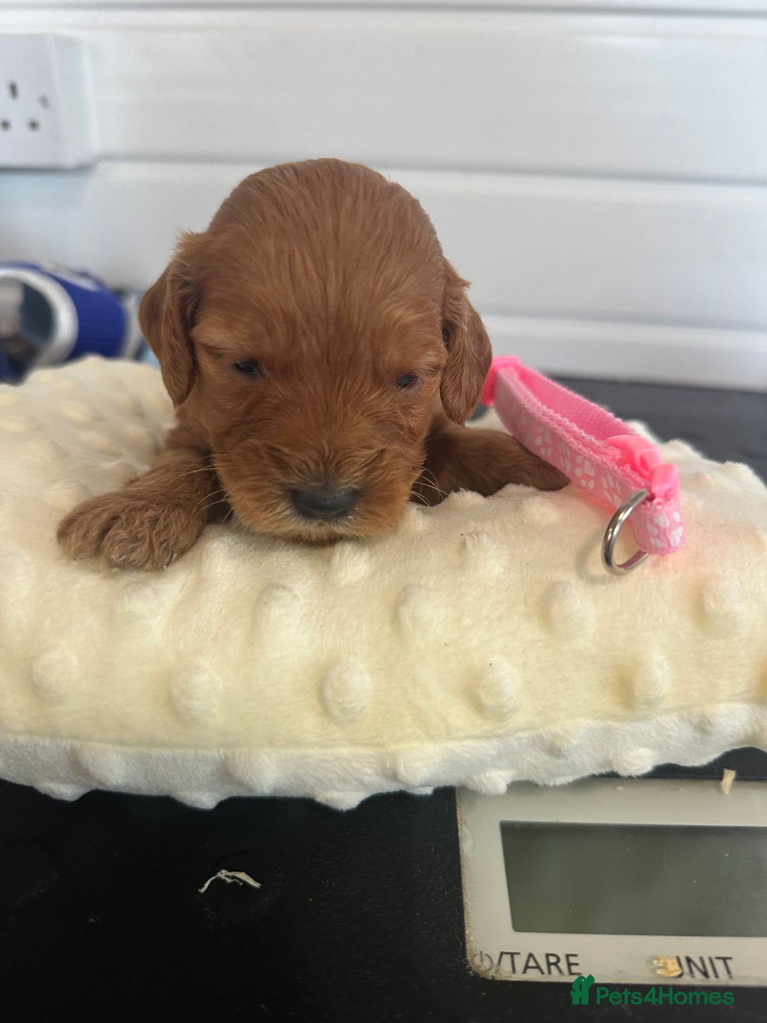 Cockapoo dogs for sale: Stunning 5  fully health tested  cockapoos  - Advert 8