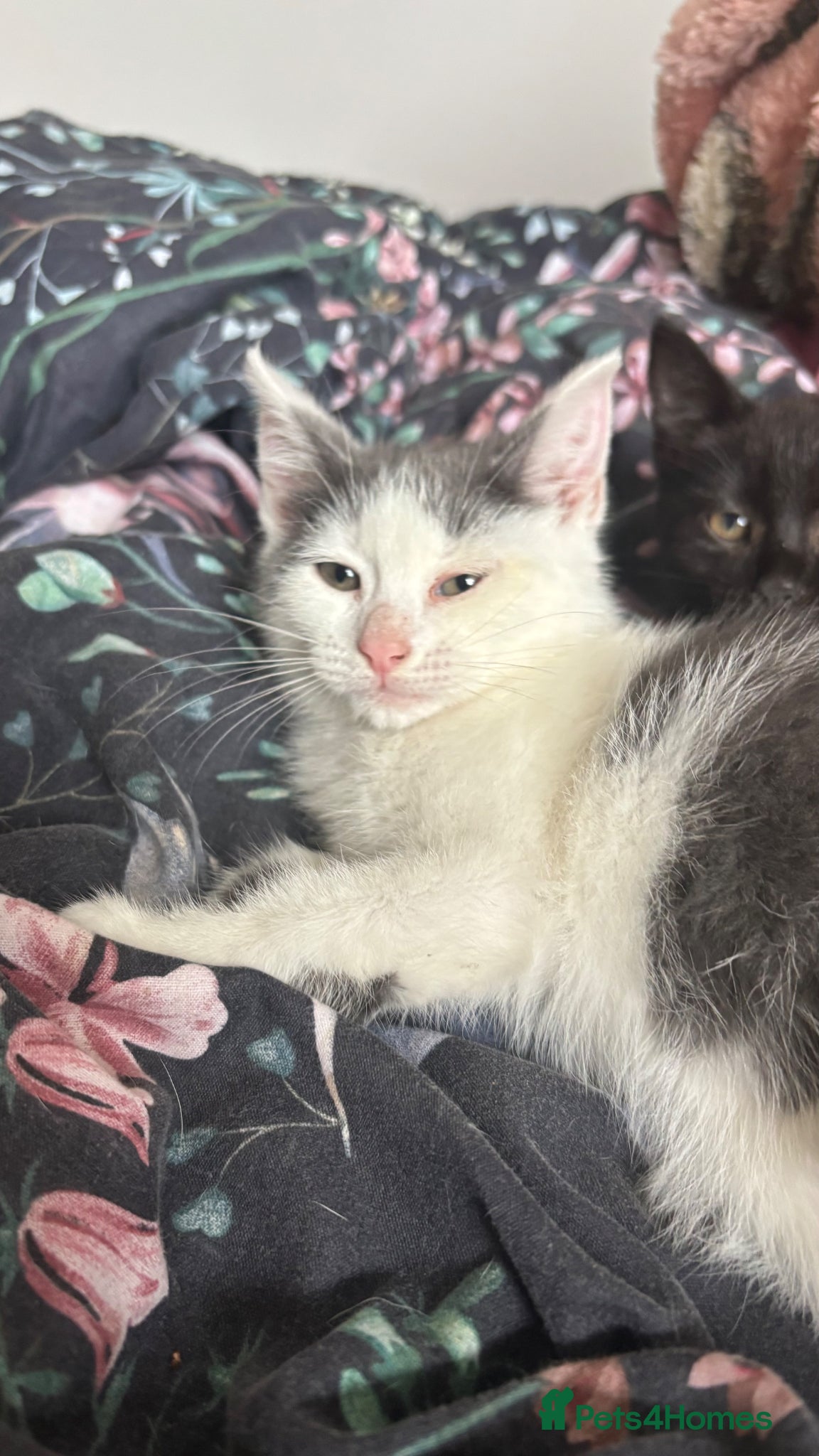 Mixed Breed cats for sale: Kittens for sale - Advert 8