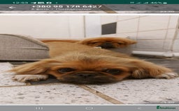 Pekingese dogs for sale: Pekingese  - Image 3