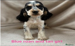 Cocker Spaniel dogs for sale: Show type cocker spaniel  - Image 5