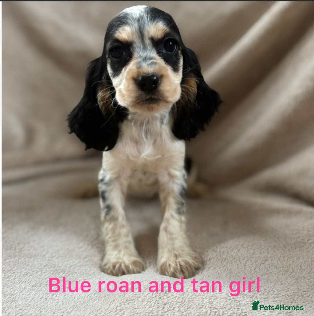 Cocker Spaniel dogs for sale: Show type cocker spaniel  - Image 5