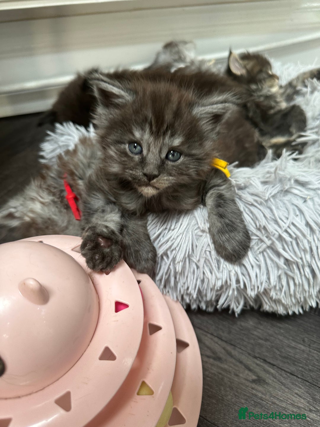 Maine Coon cats for sale: XXL Maine Coon Kittens Double TICA Champion lines  - Image 7