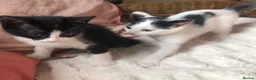 Domestic Shorthair cats for sale: Black and white domestic short hair boy kittens in Buxton - Advert 2