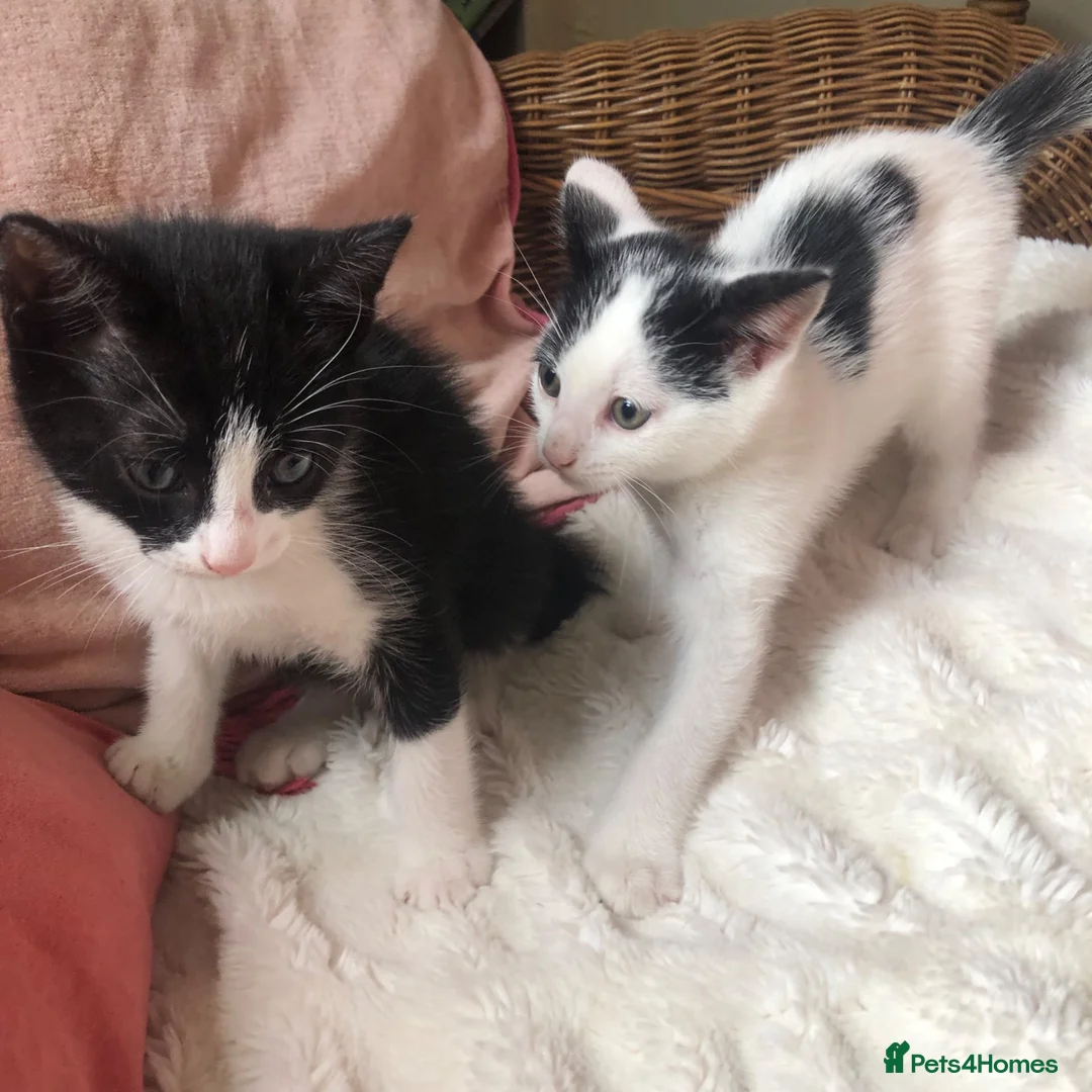 Domestic Shorthair cats for sale: Black and white domestic short hair boy kittens in Buxton - Advert 2