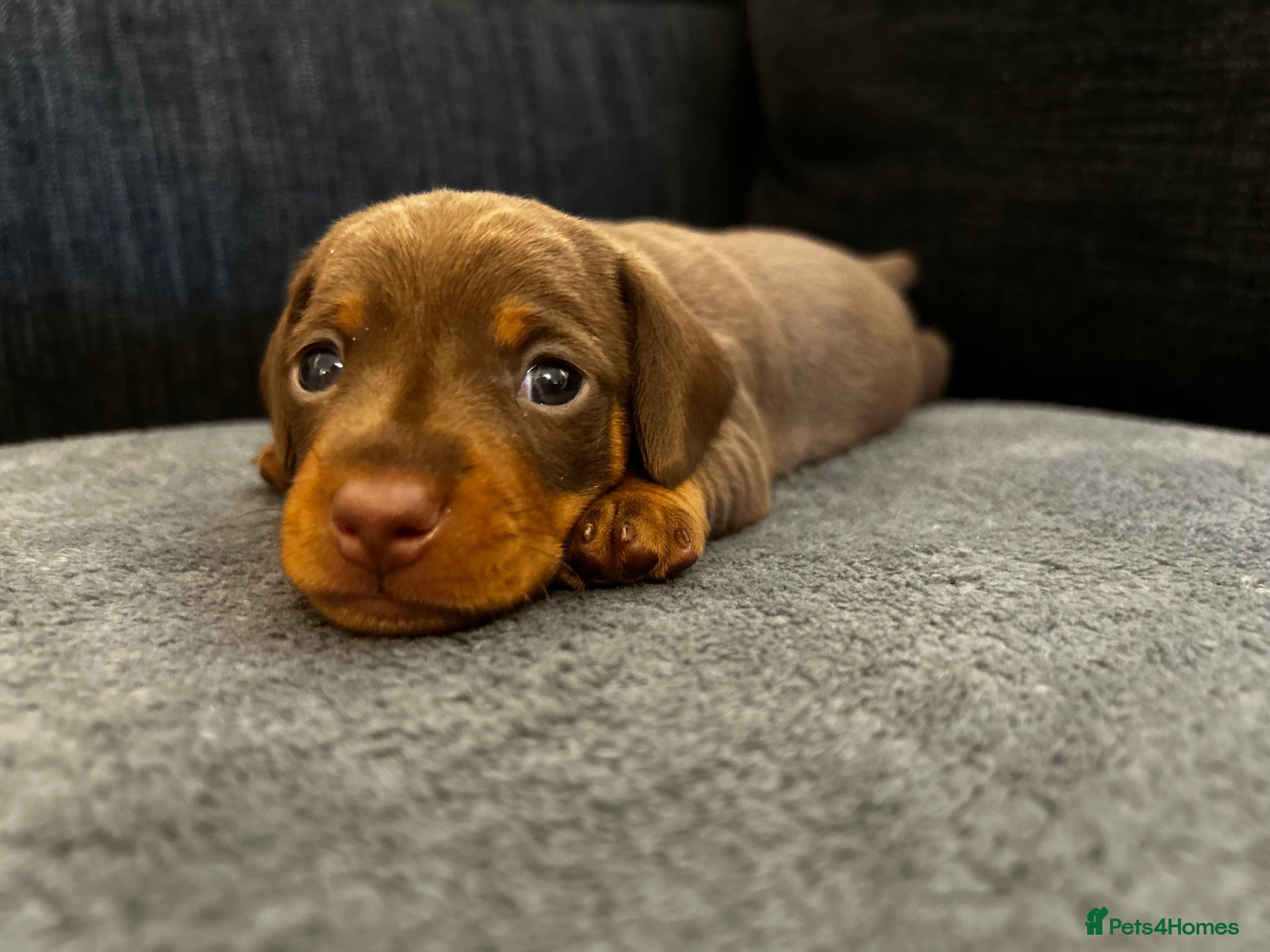 Miniature Dachshund dogs Beautiful miniature dachshund puppies 💙🩷 - Advert 13