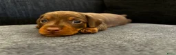 Miniature Dachshund dogs for sale: Beautiful miniature dachshund puppies 💙🩷 - Advert 1