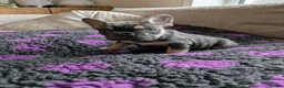French Bulldog dogs for stud: Stunning French Bulldog For Stud - Advert 17