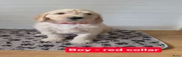 Goldendoodle dogs for sale: 🦮 Adorable F3 Goldendoodle. Parents DNA clear. - Advert 4
