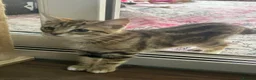 Mixed Breed cats for sale: Ariel & Coral 🧡💛 2 girls ready to leave  - Advert 14