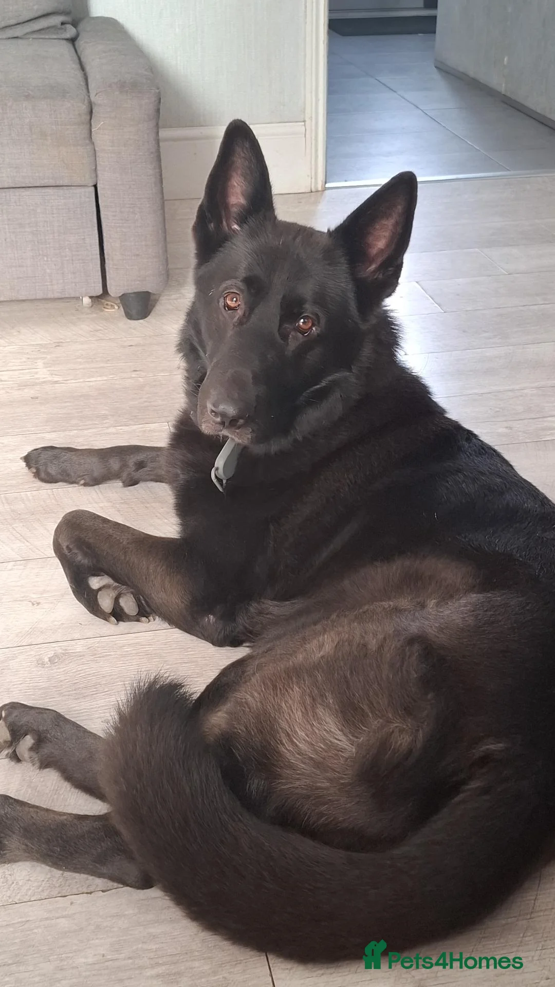 German Shepherd dogs for stud: Black German shepherd to stud in Evesham - Advert 1