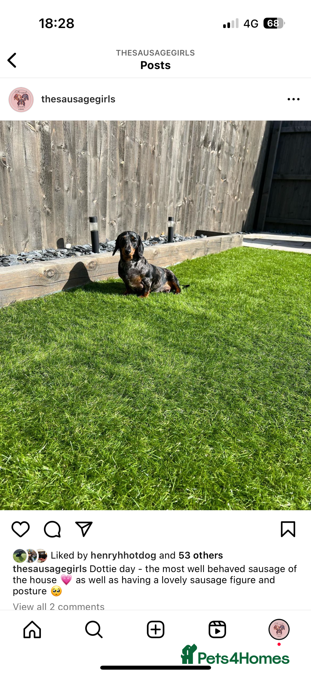 Miniature Dachshund dogs for sale: Miniature dachshund for sale  - Image 4