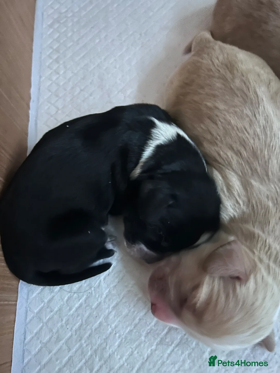 Cockapoo dogs for sale: F1B cockerpoo puppies  - Advert 5