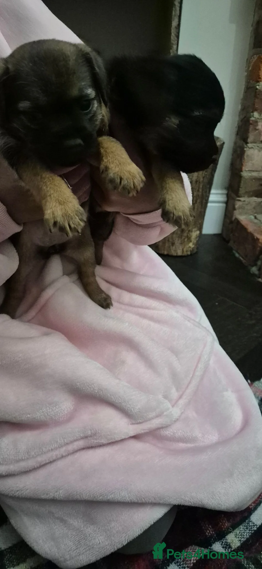 Border Terrier dogs for sale: Border terriers - Advert 2