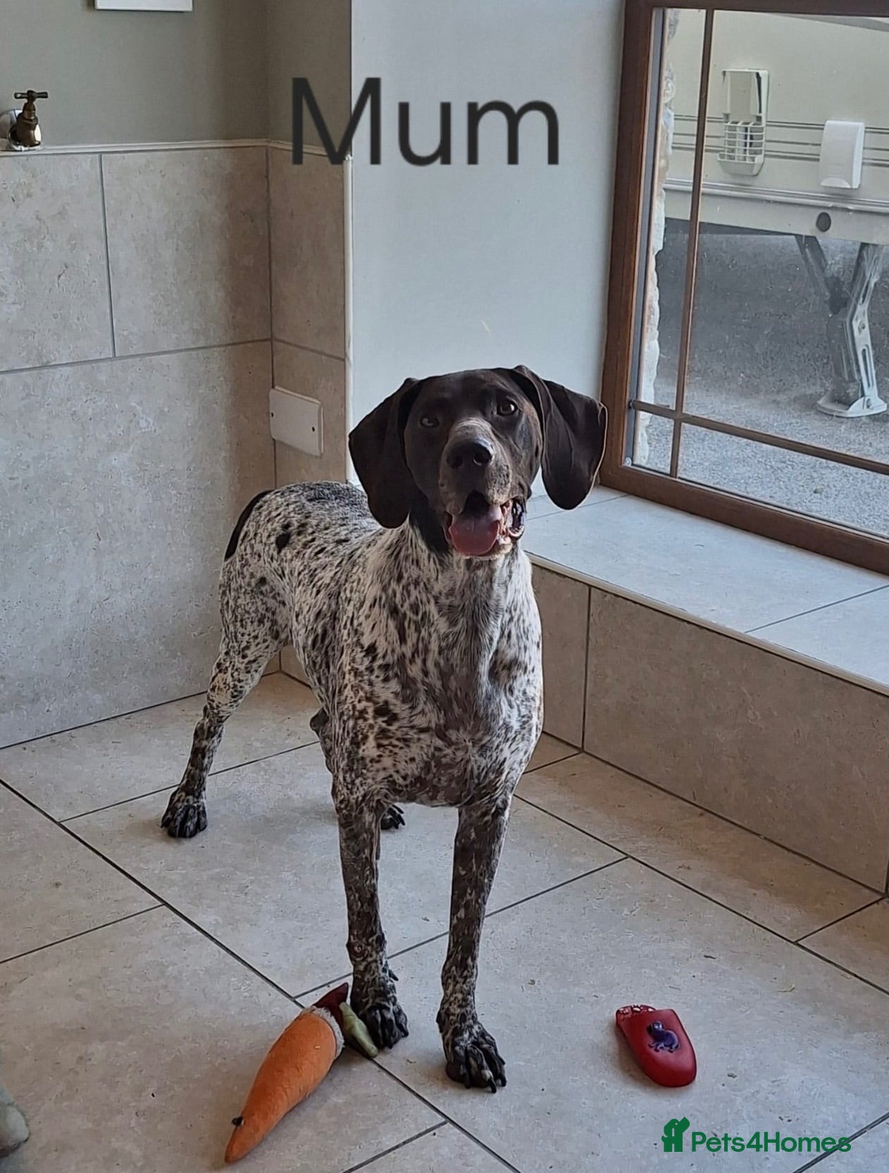 German Shorthaired Pointer dogs 🤎🤍 KC reg German Shorthaired Pointers 🤍🤎 - Advert 2