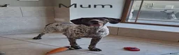 German Shorthaired Pointer dogs for sale: 🤎🤍 KC reg German Shorthaired Pointers 🤍🤎 - Advert 2