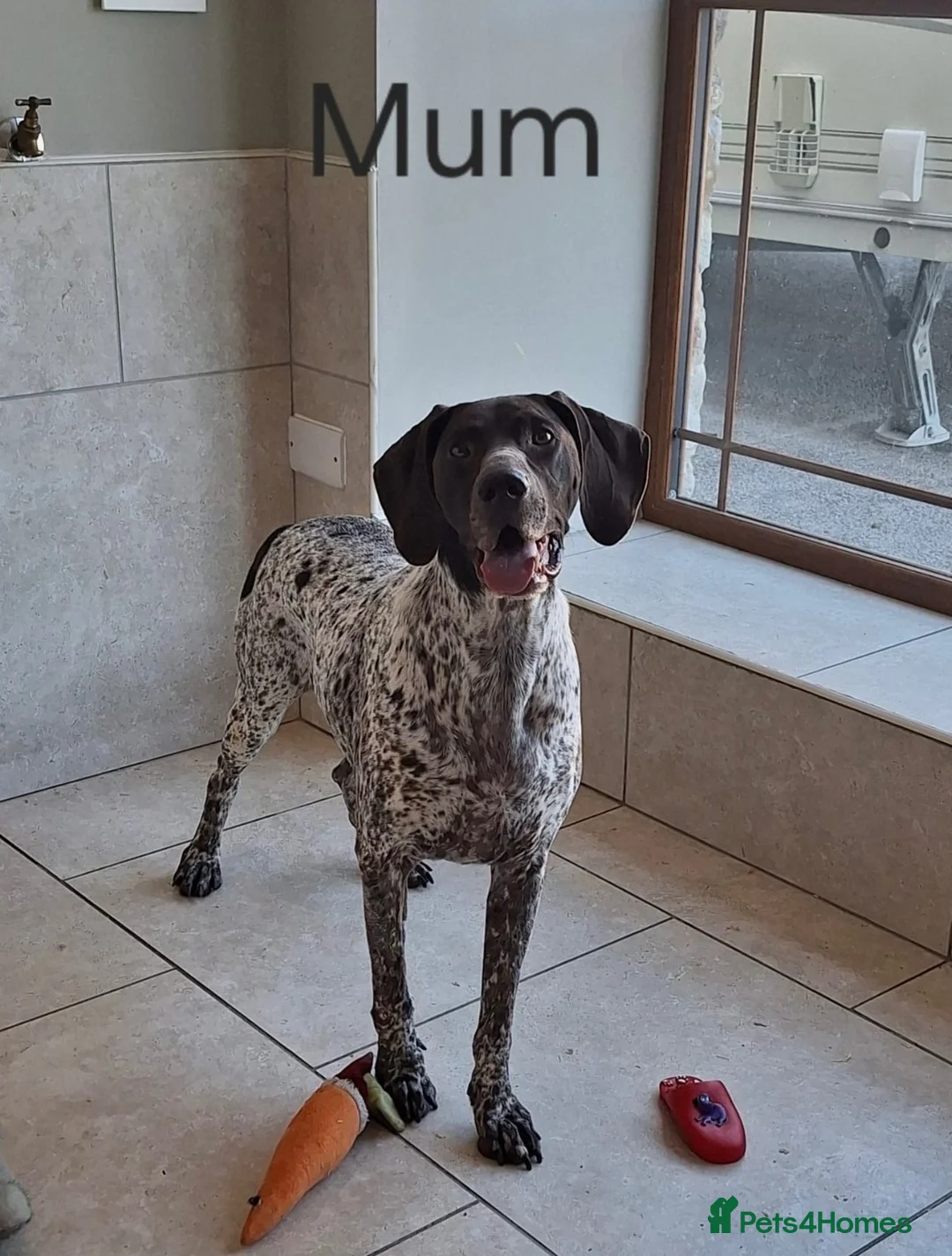 German Shorthaired Pointer dogs for sale: 🤎🤍 KC reg German Shorthaired Pointers 🤍🤎 - Advert 2