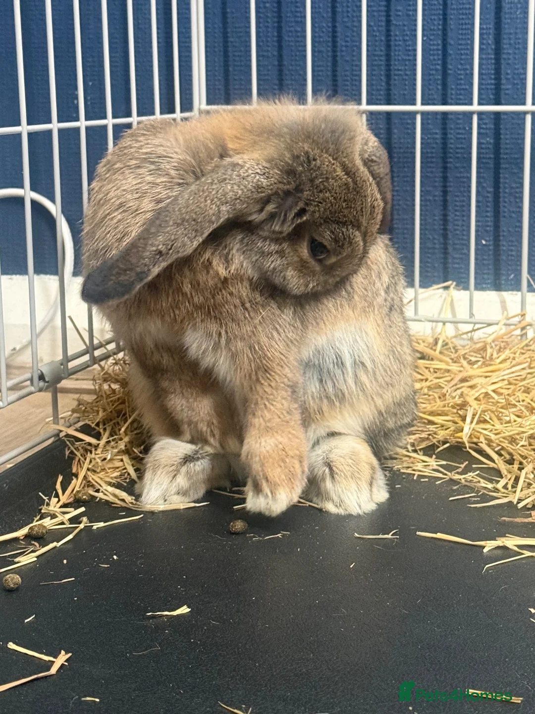 Mixed Breed rabbits for sale: 2 baby girl bunnies  in Sowerby Bridge - Advert 1
