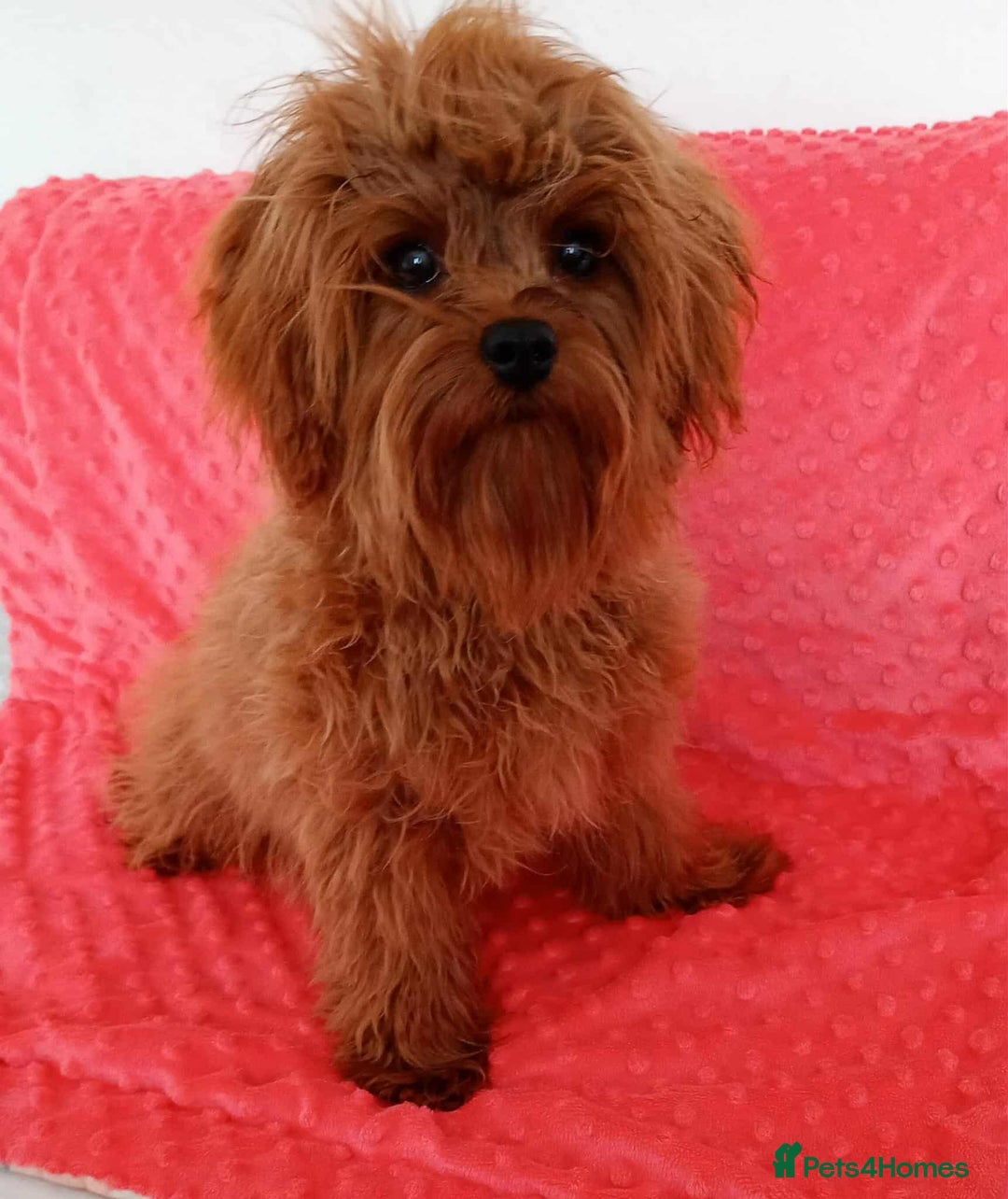 Cavapoo dogs for sale: Absolutely gorgeous toy size cavapoo girl - Image 4
