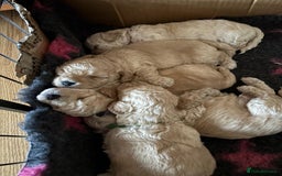 Poochon dogs for sale: poochon puppies  - Image 6