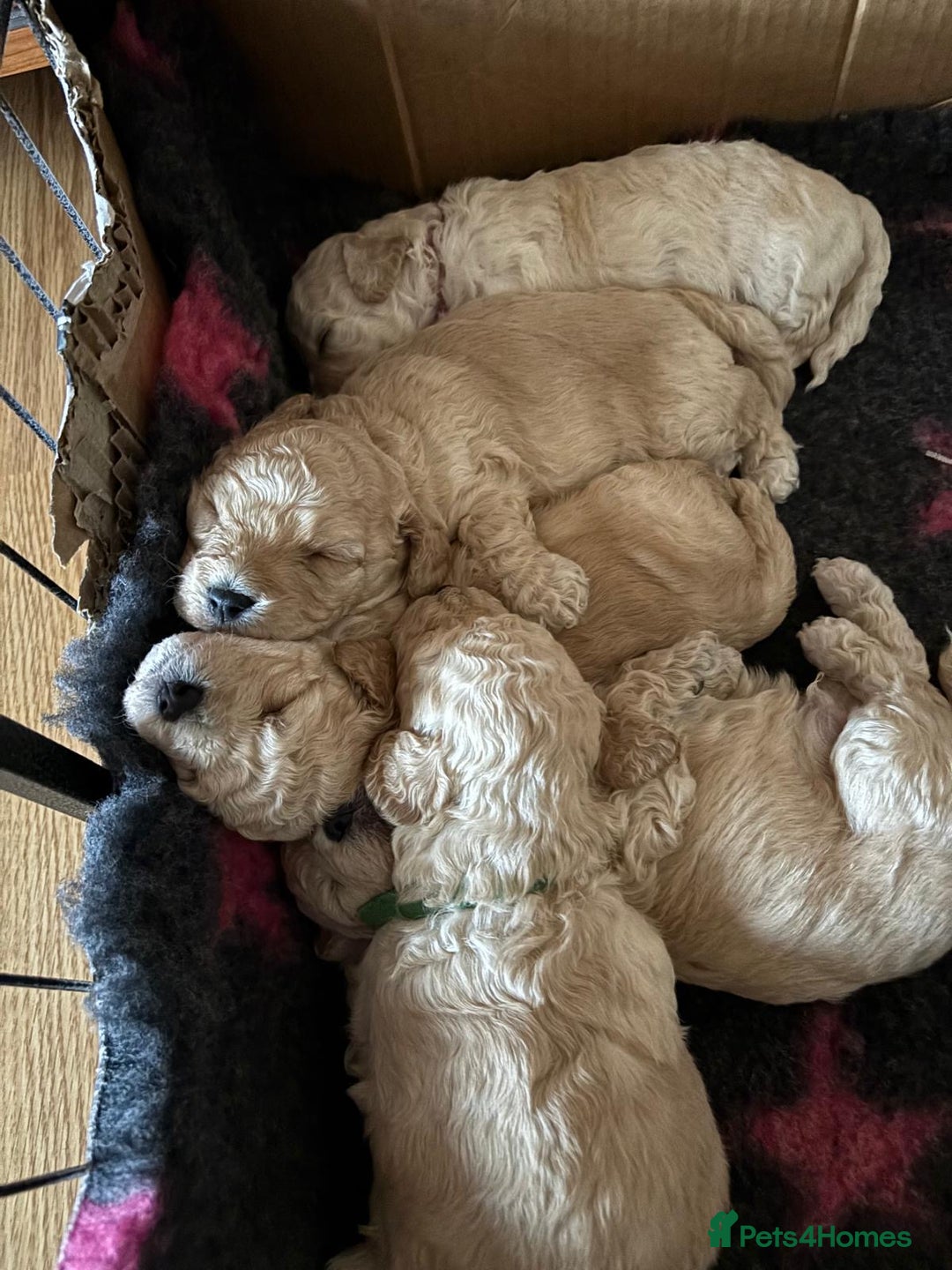 Poochon dogs for sale: poochon puppies  - Image 6