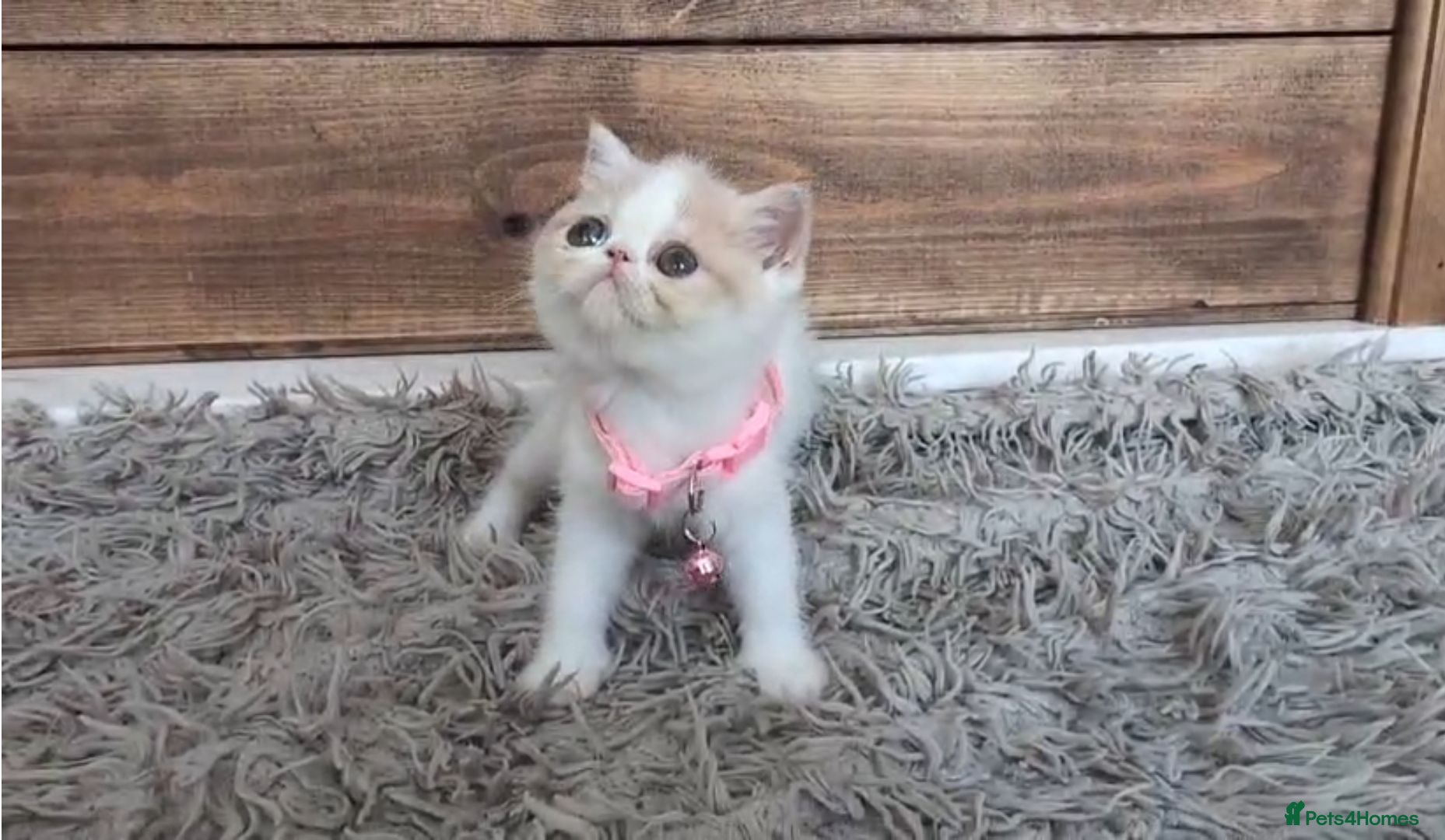 Persian cats 🐾 Beautiful Persian Kittens 🐾 - Advert 1
