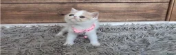 Persian cats for sale: 🐾 Beautiful Persian Kittens 🐾 - Advert 15