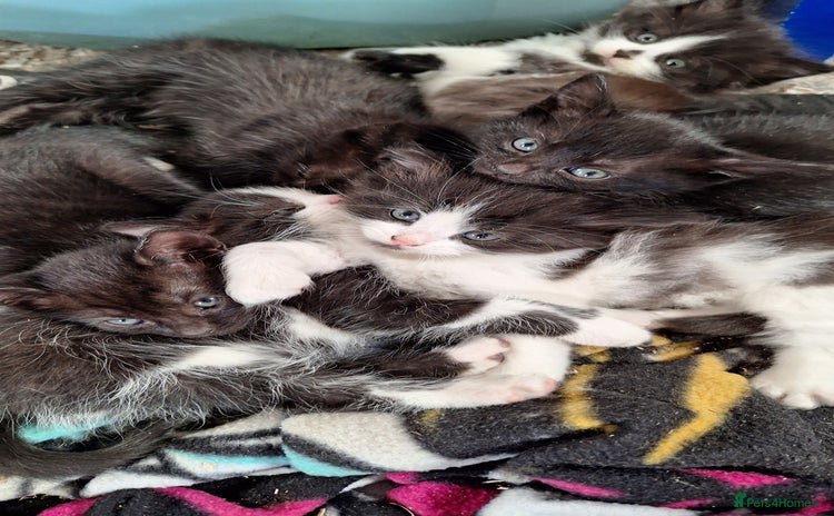 Mixed Breed cats - Advert 1