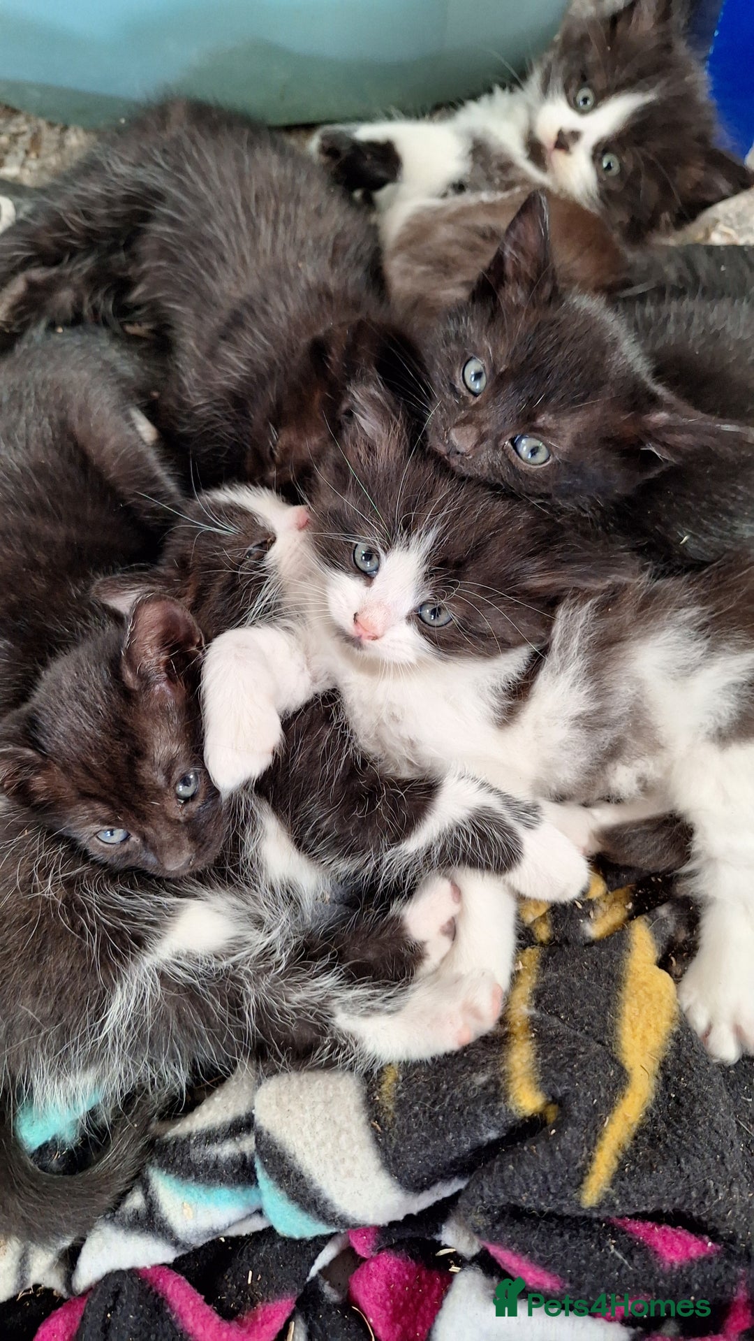 Mixed Breed cats for sale: STUNNING KITTENS  - Image 1