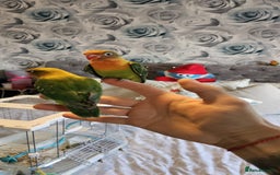 Lovebirds birds for sale: Beautiful hand reared baby love birds 🦜  - Image 1